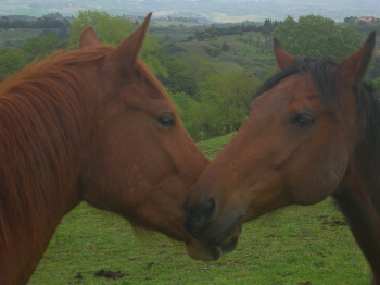 IHP e AISPA insieme per gli equini!