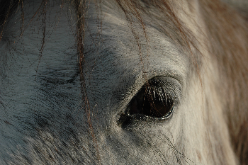 IHP, per i diritti degli equini