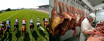 Carne di cavallo e carne di bovino. Qual � il vero scandalo?