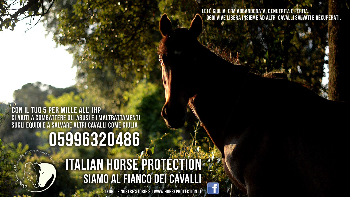 Dona il tuo 5 per mille all�IHP, difendi anche tu i cavalli e gli altri equidi [GUARDA LO SPOT]