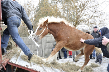 "Viaggi senza ritorno", video inchiesta sulla macellazione dei cavalli