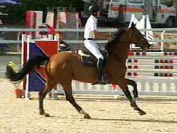 Morte del cavallo Kregou Becourt in gara a Rimini, l�IHP chiede l�apertura di un�inchiesta. Due anni fa mor� una cavalla in circostanze analoghe