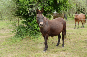 TURCHIA: I muli nel mirino dell�esercito