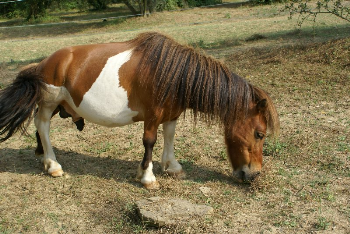 L�ultima carezza a Basset
