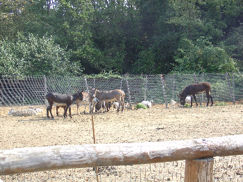 Sequestro Bubbio: relazione finale dell�ASL di Asti