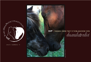 Calendario IHP 2013!