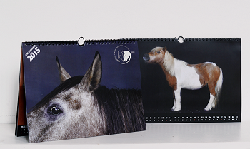 SURVIVORS: Il nuovo calendario IHP 2015! Guarda il backstage