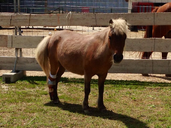 Carolina, la pony senza una gamba che vive grazie a una protesi e alla sua amica speciale. Aiutala con una donazione! [VIDEO]