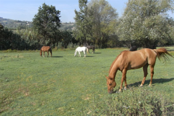 Saphira, uccisa dall�ignoranza senza alcuno scrupolo