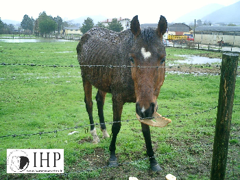 EMERGENZA COLLEFERRO - APPELLO URGENTE PER UNA RACCOLTA FONDI