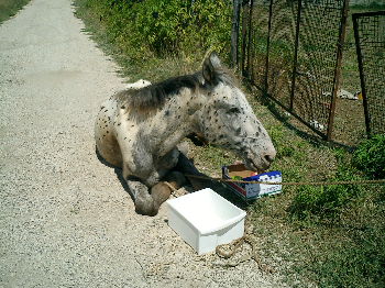 Sequestro Colleferro, le immagini che nessuno vi ha mostrato e l�impegno delle associazioni