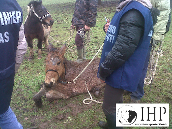 Colleferro - comunicato congiunto  ENPA, IHP, IRDA e LEGAMBIENTE: �Ancora molti cavalli da mettere al sicuro� 