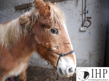 Diario da Colleferro: adottati i primi cavalli, ma servono ancora fondi per proseguire l�operazione
