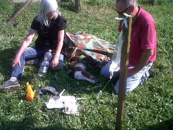 Colleferro: Ministero della Salute, Carabinieri e Italian Horse Protection al lavoro nella seconda fase del pi� grande sequestro di equidi per maltrattamento della storia italiana