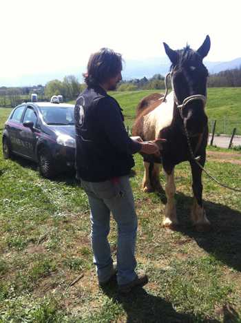 VIDEO IHP 2013, un anno di impegno dell�IHP per gli equidi