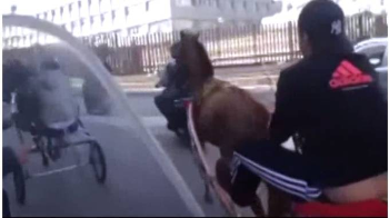 Corsa clandestina bloccata dalla Polizia a Catania: sequestrati due cavalli e denunciate otto persone