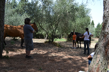 Comunicare con i cavalli, conoscere la loro mente, migliorare la loro vita: ecco le nuove date dei corsi IHP