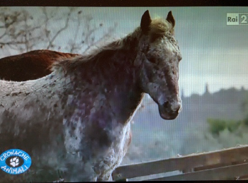 Servizio su RAIDUE, 8 Marzo 2014