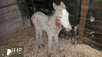 Puledro in fin di vita ritrovato sulla Calvana: adesso è salvo e affidato a una famiglia