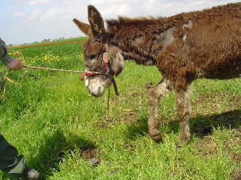 Sostieni IHP, ti raccontiamo perch�: 2 � le denunce e i sequestri