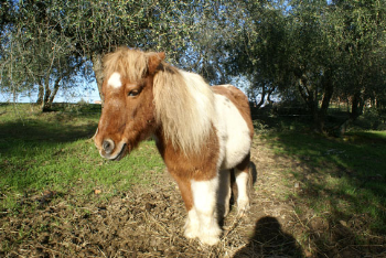 A Natale, regala un�adozione a distanza