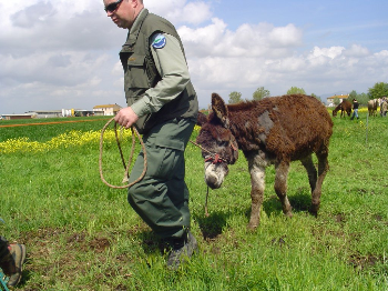 IHP scrive ai Ministri Alfano e Fazio e al Sottosegretario Martini: la legge maltrattamenti � di fatto inapplicata, se non si danno le giuste risorse alle associazioni