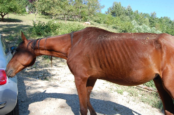 Emergenza Asti: quasi tutti gli animali sono stati trasferiti temporaneamente in un�altra struttura