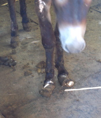 Aggiornamento sugli animali sequestrati in provincia di Asti