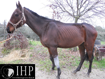 Sequestro di equini effettuato in stalle abusive dalla Polizia in centro a Catania. Quattro cavalli vengono affidati al centro di recupero dell’Italian Horse Protection association. Servizio di Striscia La Notizia