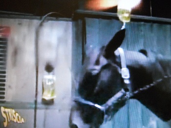 Discarica di farmaci ritrovata a San Rossore, chiediamo l�apertura di una (nuova) inchiesta [VIDEO]