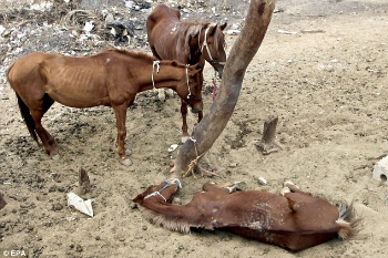 Cavalli in Egitto: il commento di Stefano Salmi