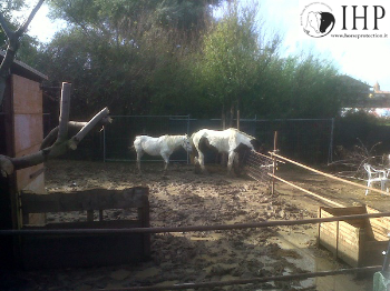 Empoli istituisce il servizio di calesse turistico, ma guardate in che condizioni vivono i cavalli [VIDEO]