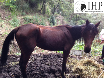 Cavallo denutrito a Vecchiano (PI), denunciato il proprietario su segnalazione dell�IHP, ma la Procura inspiegabilmente non dispone il sequestro [VIDEO]