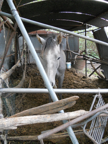 Parma, cavalli tenuti in pessime condizioni: intervento di IHP e servizio di Striscia La Notizia