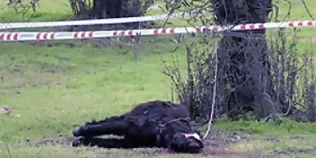 Brutale uccisione di equini a Gavoi (NU): IHP chiede di vietare il palio di Fonni