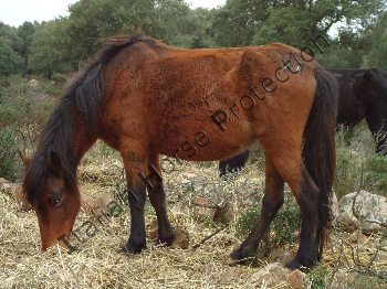 Cavalli della Giara: facciamo il punto (vero)