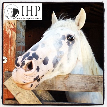 Sequestro Colleferro: Holly parte verso la sua nuova famiglia adottiva. E al centro di recupero arriva Panda, il puledro orfano.