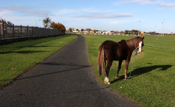 Seguito a "La tragedia dei cavalli abbandonati in Irlanda"