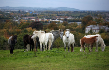 La tragedia dei cavalli abbandonati in Irlanda