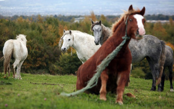 La triste sorte dei cavalli abbandonati in Irlanda