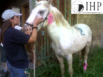 Sequestro Colleferro: comunicato IHP, ENPA, Legambiente, Rifugio degli Asinelli