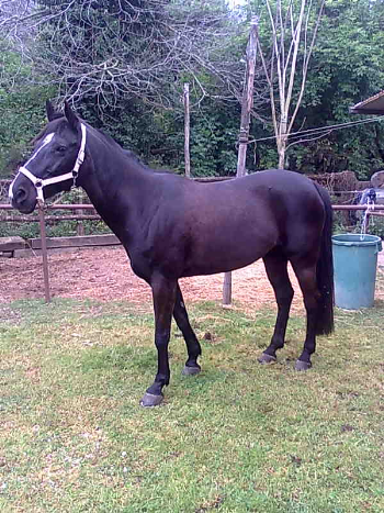 Ritsma, come Solanos, salvata dall�abbattimento grazie a IHP!