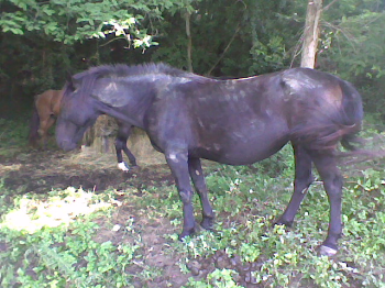 Benvenuta Quercia, un�altra cavalla sieropositiva salvata da IHP!