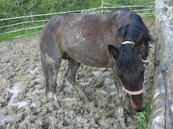 Sequestro di cavalli in provincia di Siena