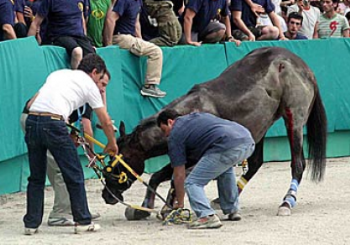 Vergogna Palio di Ferrara: invece di fermarsi sfrutta il terremoto per farsi pubblicità