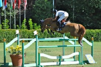 Salto ostacoli, scioccante quanto sta accadendo a un concorso in provincia di Rimini: morto in gara un cavallo di 16 anni; torturato e ucciso un cagnolino