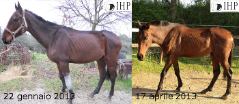 Lapo, Ester, Neri e Rebecca: grazie al vostro sondaggio abbiamo dato un nome ai cavalli sequestrati a Catania!