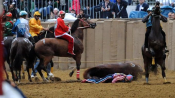 Ippica, sport equestri, folklore e palii: 4 cavalli morti, mentre Siena ingaggia un fantino indagato