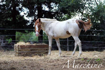 Marchino, cavallo salvato da Colleferro � arrivato nel centro di recupero dell�IHP! Aiutaci con una donazione!