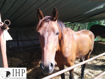Mercatale (FI): sequestrati 3 cavalli, un asino e 2 cani detenuti in luoghi fatiscenti. Operazione congiunta tra forze dell�ordine e associazioni [VIDEO]